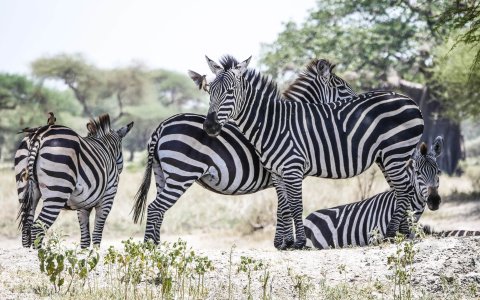 Tanzania z DiscoverAsia i Kasią Kuduk (7).jpg